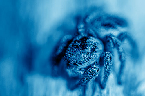 Jumping Spider Makes Eye Contact (Blue Shade Photo)