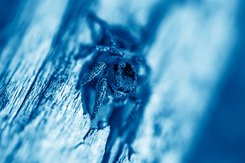 Jumping Spider Perched Among Wood Crevice (Blue Shade Photo)