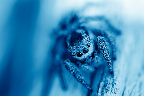 Jumping Spider Resting Atop Wood Stick (Blue Shade Photo)