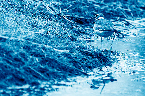 Killdeer Bird Turning Corner Around River Shoreline (Blue Shade Photo)