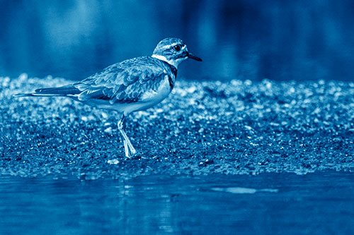 Killdeer Wanders Along Rocky River Shoreline (Blue Shade)