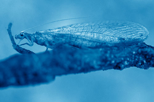 Lacewing Grabs Ahold Twig Branch (Blue Shade)