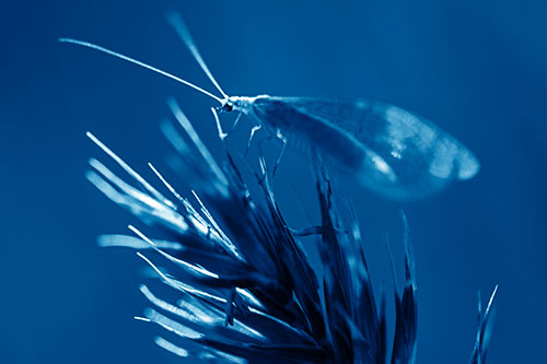 Lacewing Standing Atop Plant Blades (Blue Shade Photo)
