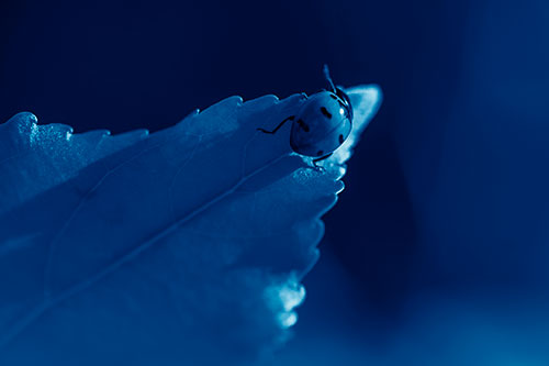 Ladybug Crawling To Top Of Leaf (Blue Shade Photo)
