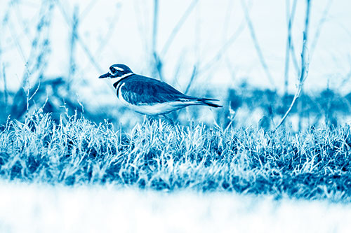 Large Eyed Killdeer Bird Running Along Grass (Blue Shade)
