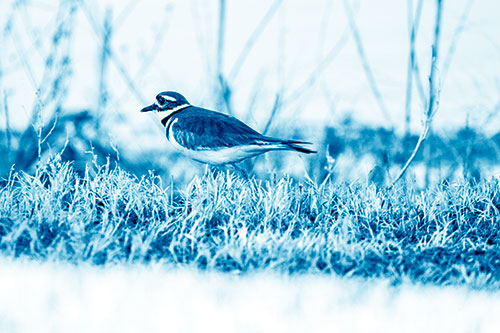 Large Eyed Killdeer Bird Running Along Grass (Blue Shade Photo)