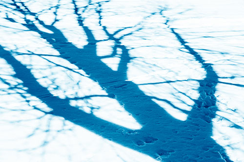 Large Jagged Tree Shadow Across Snow (Blue Shade Photo)