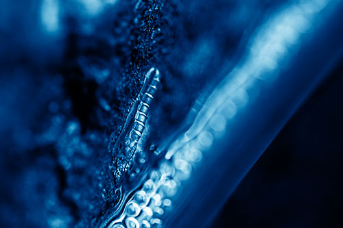Larva Slithering Along Wet Shore Rock (Blue Shade Photo)