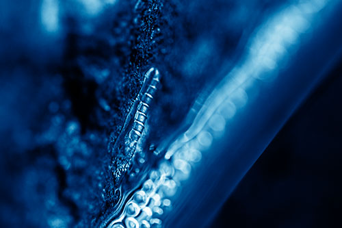 Larva Slithering Along Wet Shore Rock (Blue Shade)