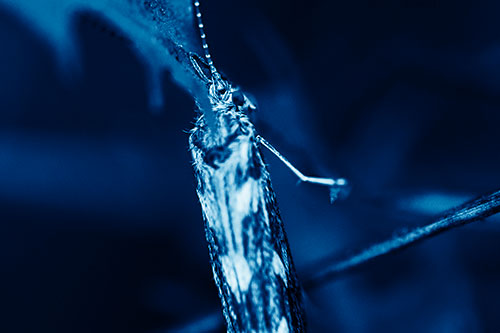 Leaf Blotch Miner Moth Grasping Petal (Blue Shade Photo)