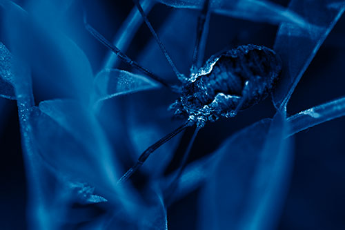 Leaf Perched Harvestmen Daddy Longlegs Spider (Blue Shade Photo)