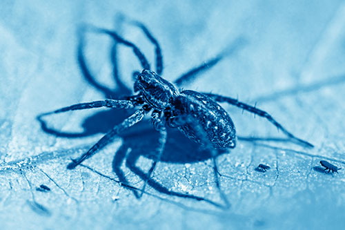 Leaf Perched Wolf Spider Stands Among Water Springtail Poduras (Blue Shade Photo)