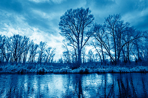 Leafless Trees Cast Reflections Along River Water (Blue Shade)