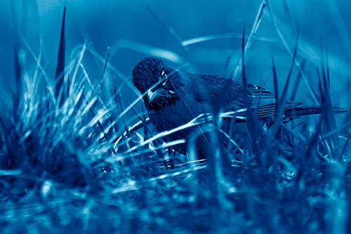 Leaning American Robin Spots Intruder Among Grass (Blue Shade Photo)