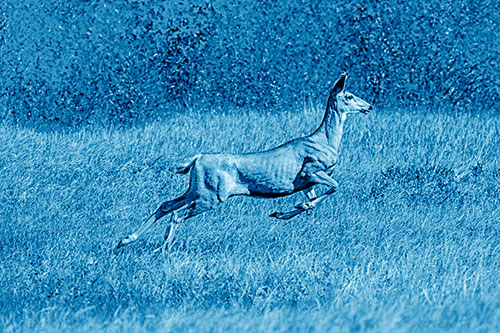 Leaping Mule Deer Running Across Grassland (Blue Shade)