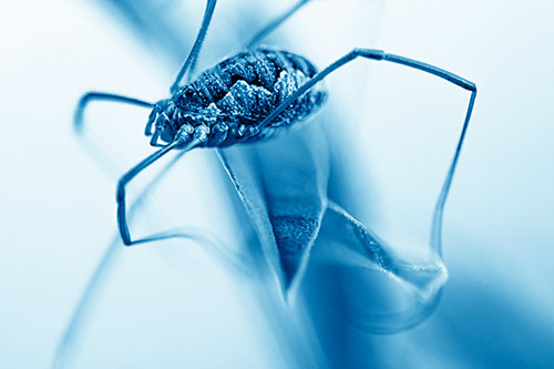 Leg Dangling Harvestmen Spider Sits Atop Leaf Petal (Blue Shade Photo)