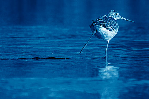 Leg Kicking Greater Yellowlegs Splashing Droplets (Blue Shade Photo)