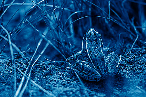 Leopard Frog Sitting Among Twisting Grass (Blue Shade Photo)