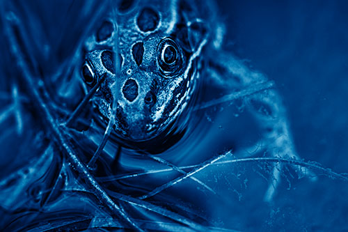 Leopard Frog Stares Among Shoreline Water (Blue Shade Photo)