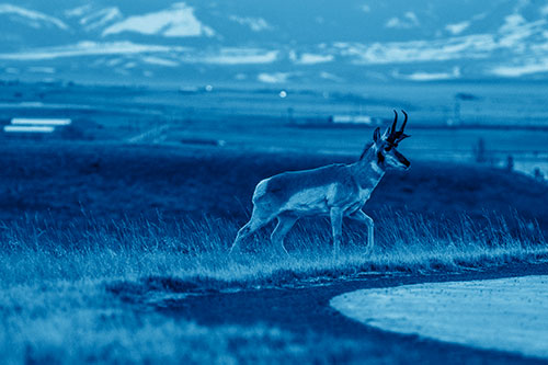Lone Pronghorn Wanders Up Grassy Hillside (Blue Shade Photo)