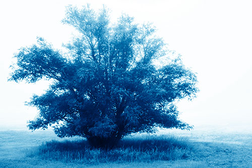 Lone Tree Standing Among Fog (Blue Shade Photo)