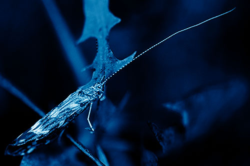 Long Antenna Leaf Blotch Miner Moth Sitting Atop Plant (Blue Shade Photo)