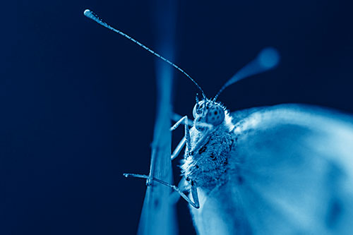 Long Antenna Wood White Butterfly Grasping Grass Blade (Blue Shade Photo)