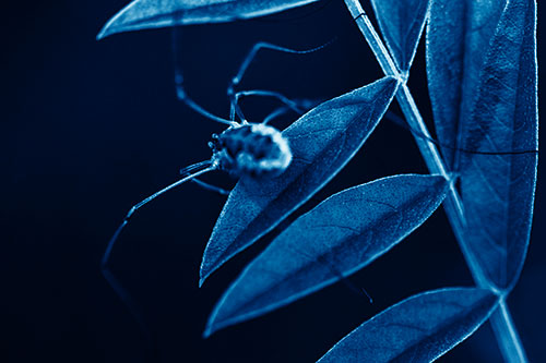 Long Legged Harvestmen Spider Clinging Onto Leaf Petal (Blue Shade Photo)
