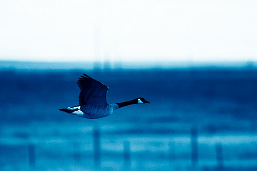 Low Flying Canadian Goose (Blue Shade Photo)