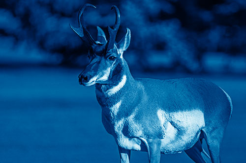 Male Pronghorn Keeping Watch Over Herd (Blue Shade)