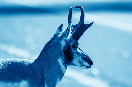 Male Pronghorn Looking Across Roadway (Blue Shade Photo)
