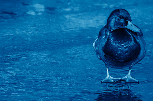 Mallard Duck Enjoying Sunshine Among Icy River Water (Blue Shade Photo)