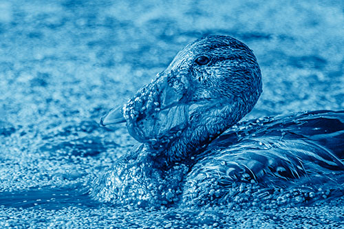 Mallard Duck Entangled In Algae (Blue Shade)