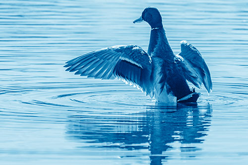 Mallard Duck Flaps Illuminated Wings Among Lake (Blue Shade)