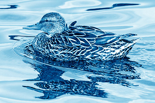 Mallard Duck Floats Among Swirling Water (Blue Shade)