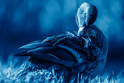 Mallard Duck Grooming Feathered Back (Blue Shade Photo)
