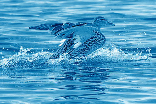 Mallard Duck Makes Splash Landing Atop Lake (Blue Shade)