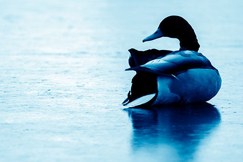 Mallard Duck Resting Atop Ice Frozen Lake (Blue Shade Photo)