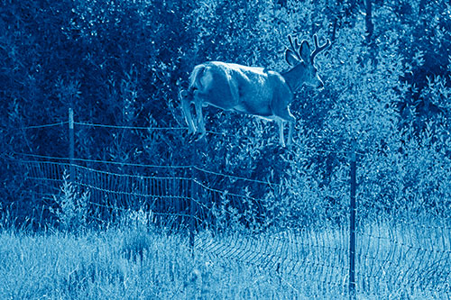 Midair Soaring Mule Deer Flying Over Fence (Blue Shade)