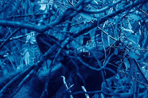 Moose Chewing Leaves Off Tree Branch (Blue Shade Photo)