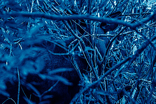 Moose Hidden Behind Tree Branches (Blue Shade Photo)