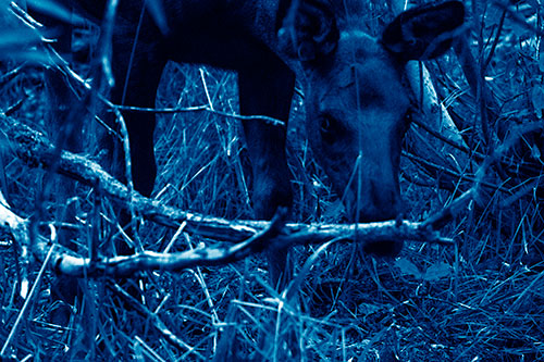 Moose Scouring Through Plants On Ground (Blue Shade Photo)
