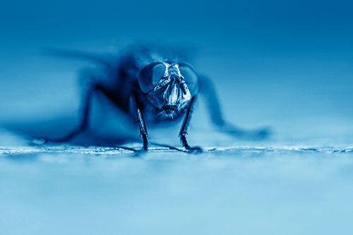 Morbid Open Mouthed Cluster Fly (Blue Shade Photo)