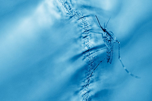 Mosquito Stretches Leg Among Wood (Blue Shade)
