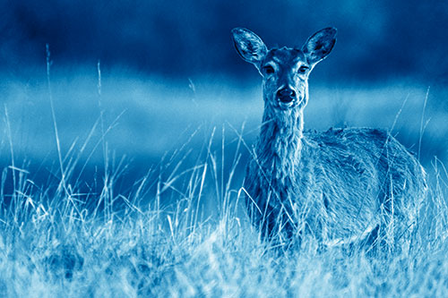 Motionless White Tailed Deer Watches Among Tall Grass (Blue Shade)