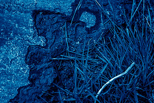 Mud Face Creeping Along Rock Edge (Blue Shade Photo)
