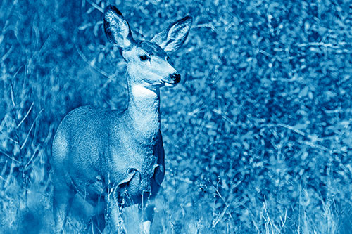 Mule Deer Gazes Across Landscape Horizon (Blue Shade)