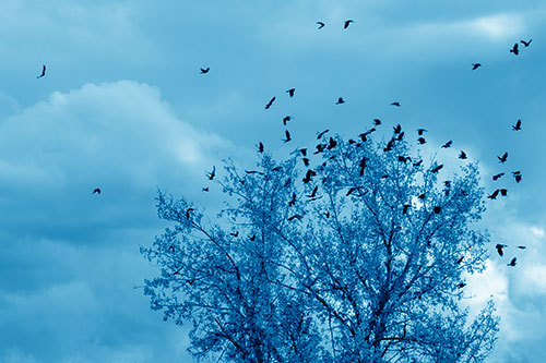 Murder Of Crows Swarm Autumn Tree (Blue Shade)