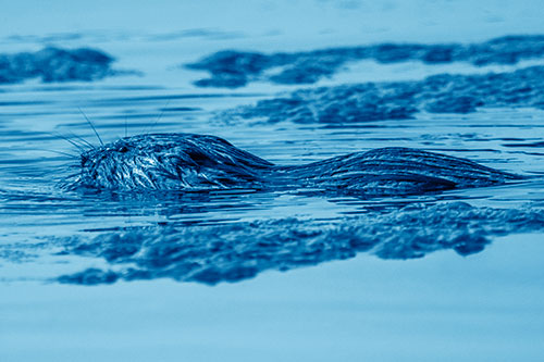Muskrat Swimming Among Floating Algae (Blue Shade)