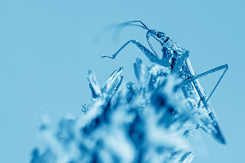 Nabis Lineatus Crawling Atop Plantago (Blue Shade)